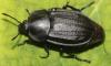 Silpha olivieri